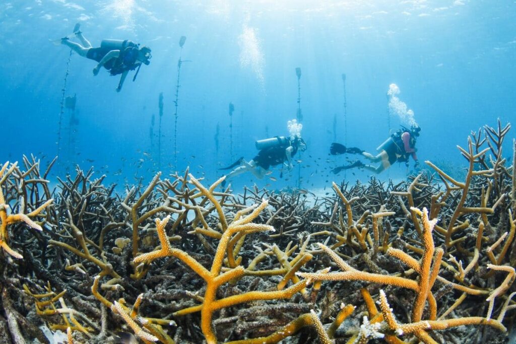Lions dive drohne view Curacao Urlaub Diving Curacao Tauchurlaub Schnorcheln Curacao