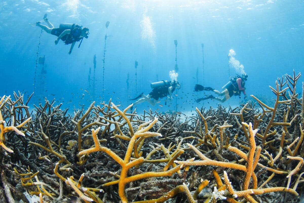 Lions dive drohne view Curacao Urlaub Diving Curacao Tauchurlaub Schnorcheln Curacao