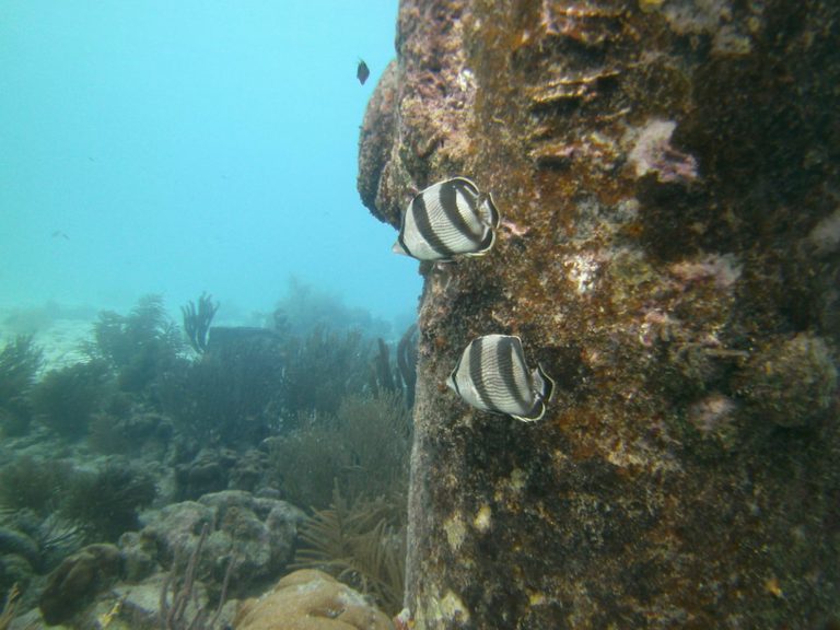 den laman hotel bonaire