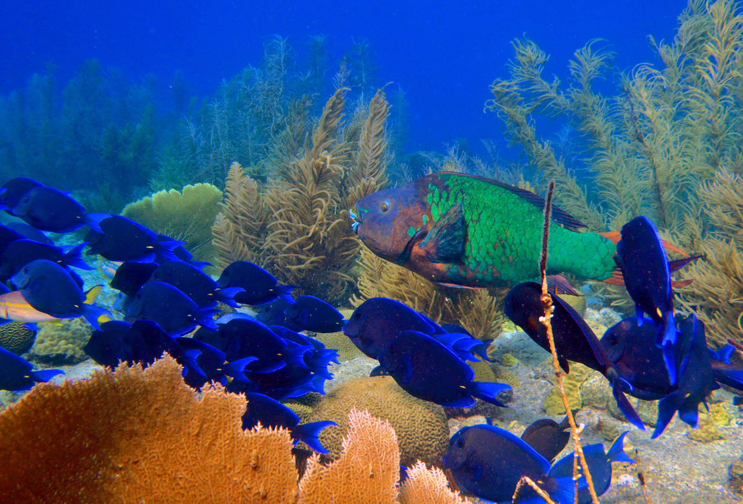 waterside apartments curacao
