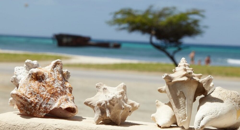 Sunset Beach Studios Aruba Urlaub mit Karibiksport Strandurlaub in der Karibik