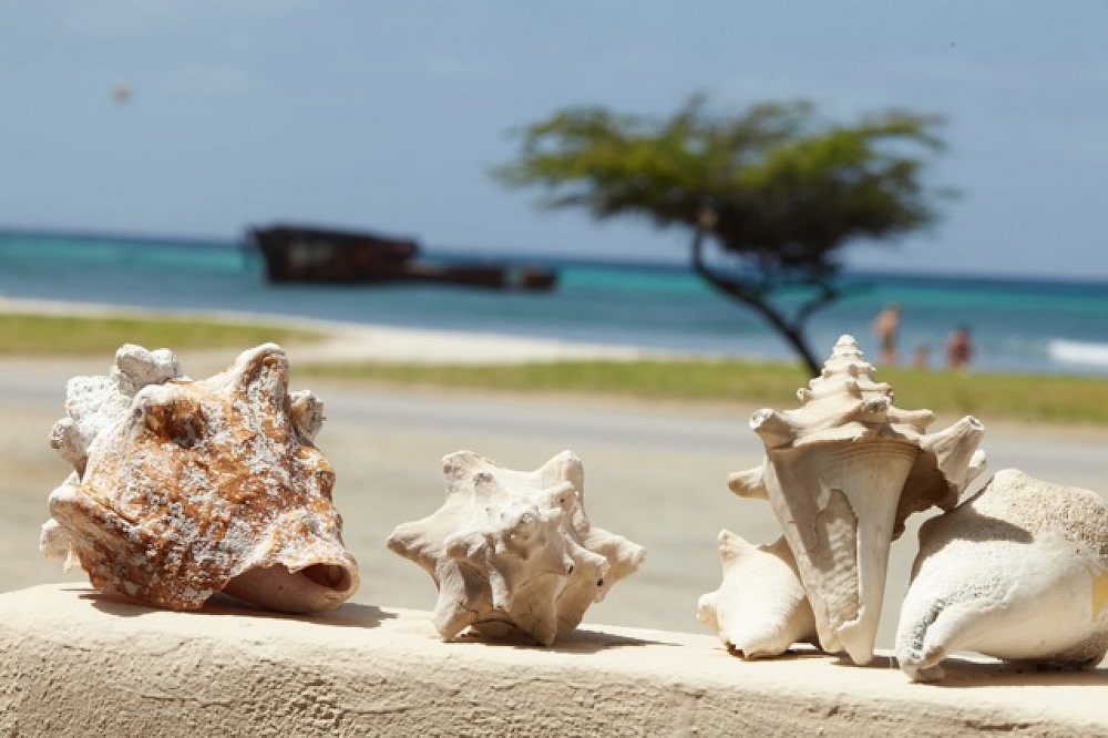 Sunset Beach Studios Aruba Urlaub mit Karibiksport Strandurlaub in der Karibik
