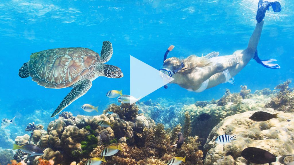 Schnorcheln mit Schildkröten Curacao