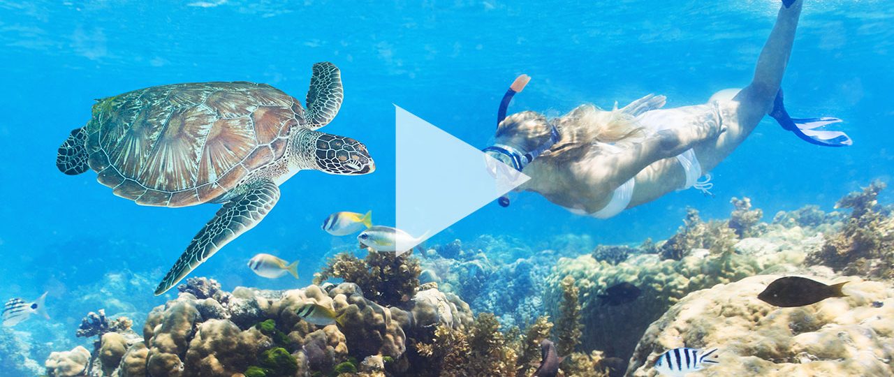 Schnorcheln mit Schildkröten Curacao