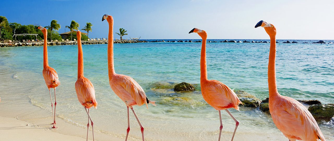 flamingos bonaire bonaire reisen karibik