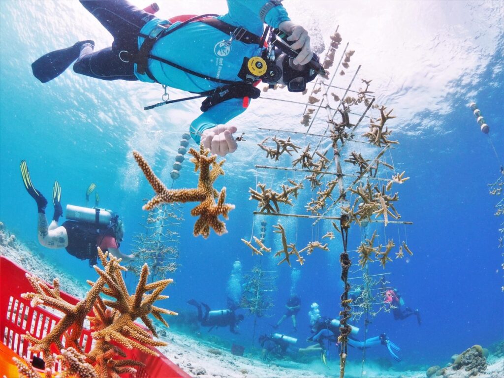 tauchen auf Bonaire Buddy Dive Tauchurlaub