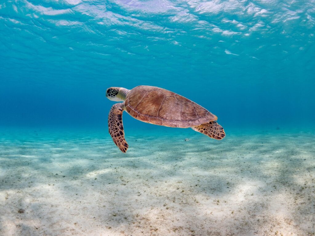 Turtle Buddy Dive Bonaire Tauchurlaub