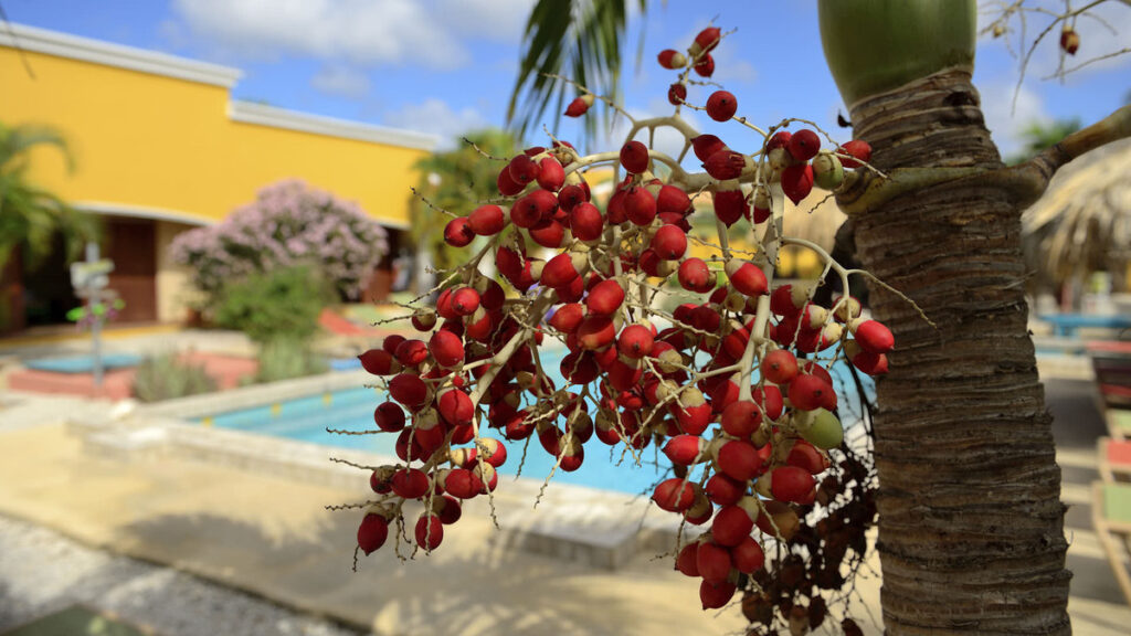 Tauchreisen Djambo Apartments Bonaire Urlaub Taucchen und schnorcheln Karibik