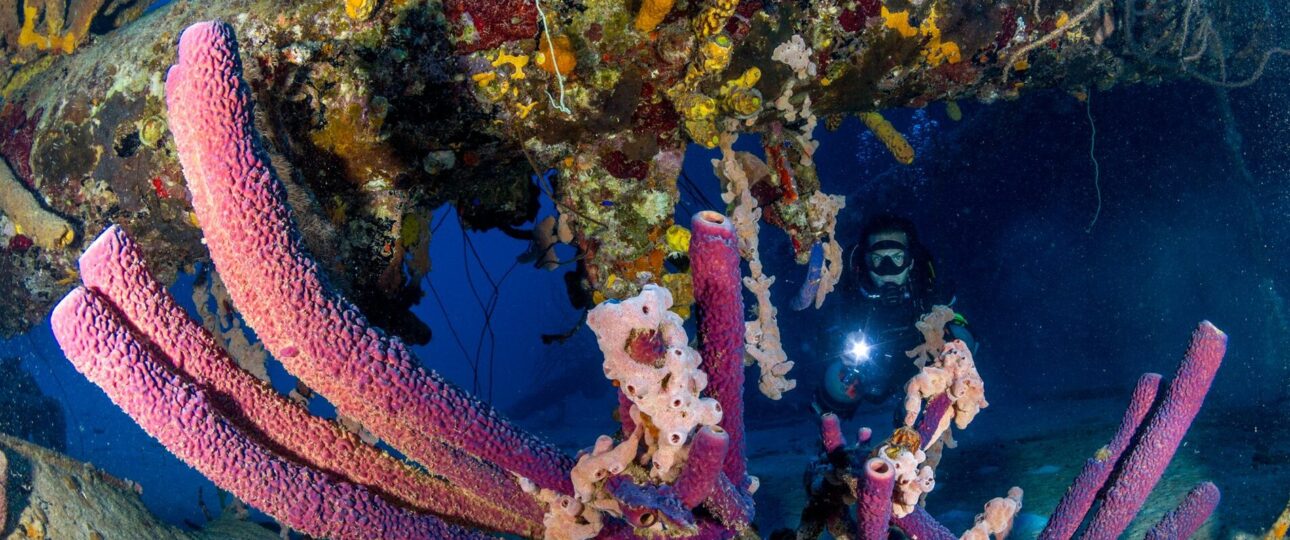 Bonaire Tauchen schnorcheln auf bonaire schnorchelurlaub bonaire