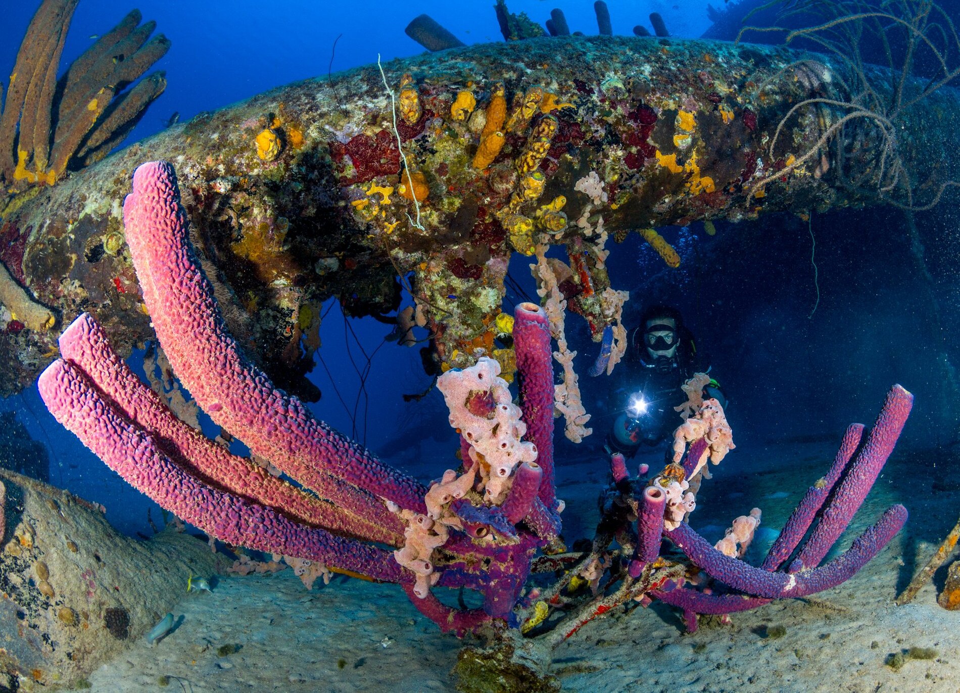 Bonaire Tauchen schnorcheln auf bonaire schnorchelurlaub bonaire