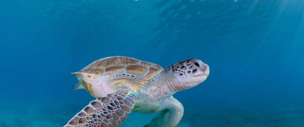 Curacao urlaub Turtle Curacao Reisen luxus