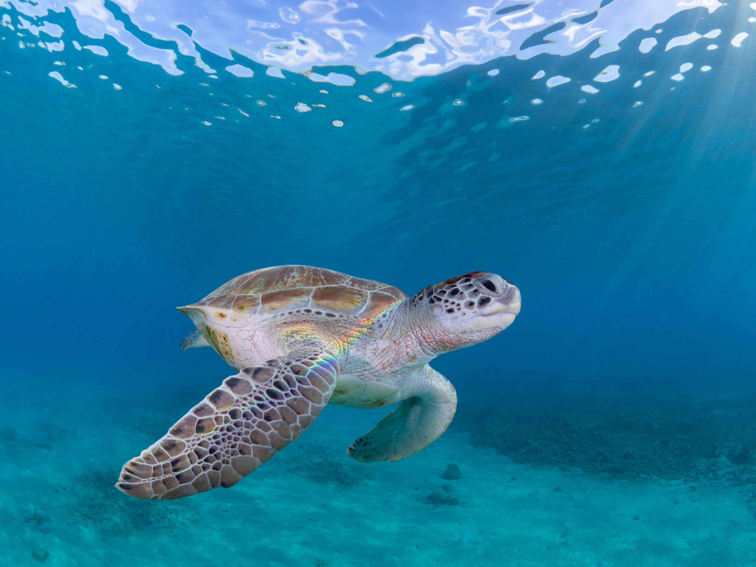 Curacao urlaub Turtle Curacao Reisen luxus