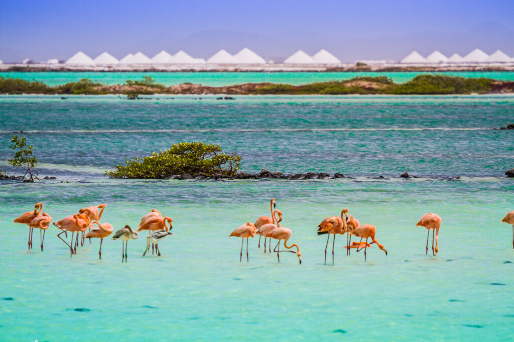Flamingos Bonaire Naturwunder Bonaire