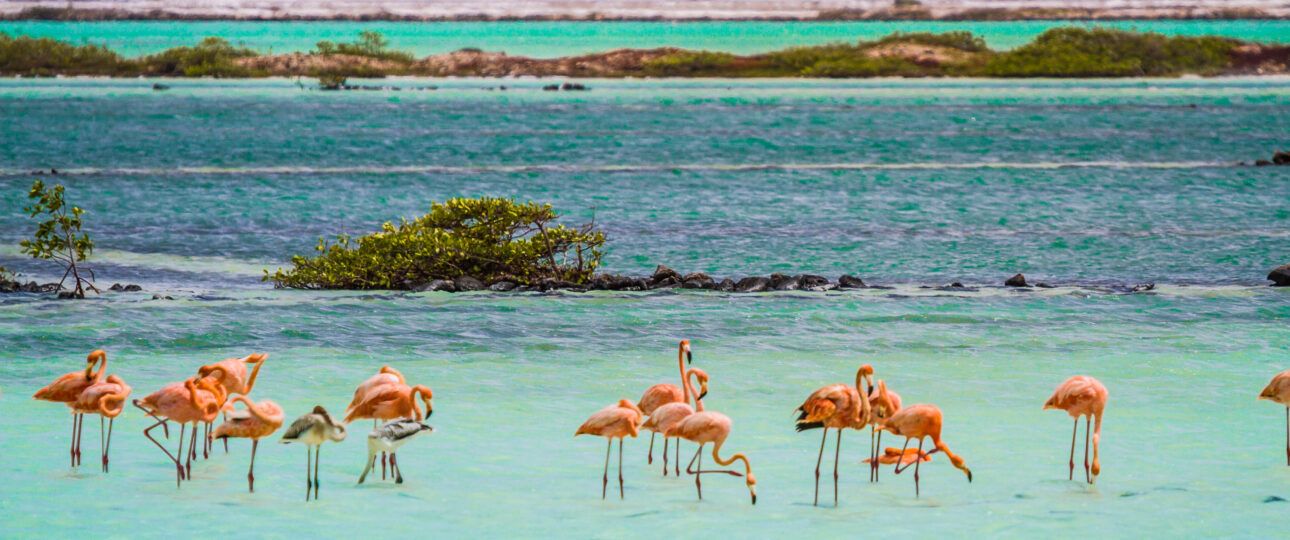 Flamingos Bonaire Naturwunder Bonaire