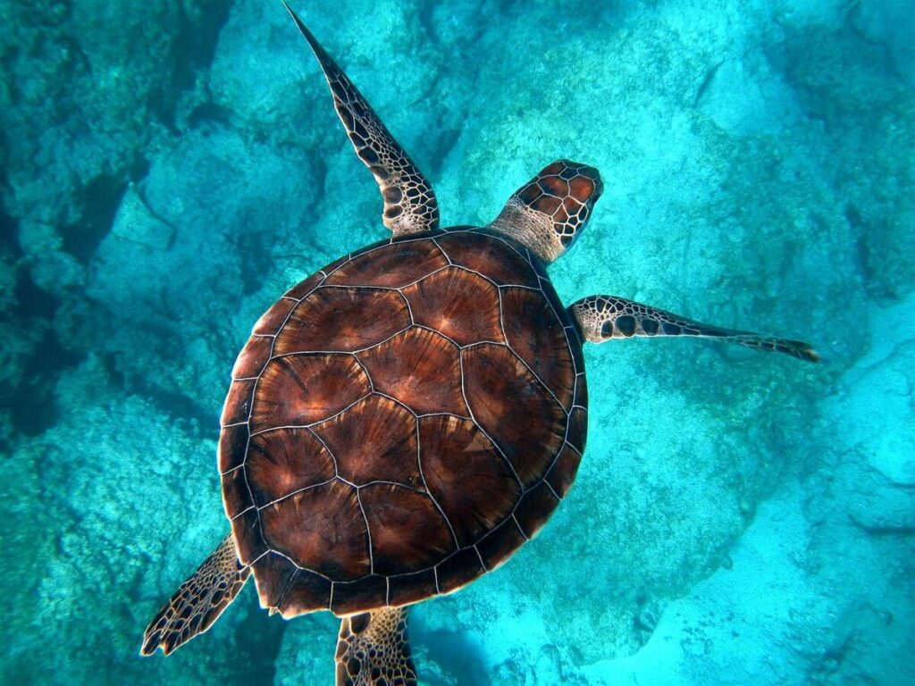 Karibik St. Eustatius Karibik urlaub Statia Tauchurlaub
