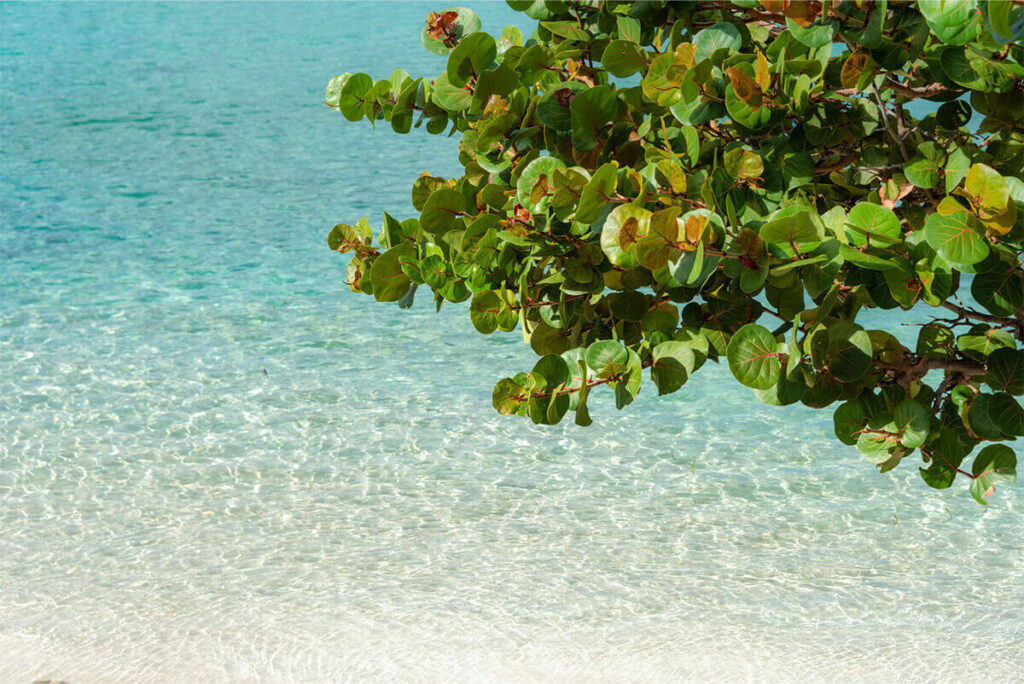 Grand Case Beach Club Hotel Sint Maarten Urlaub AUf sint Maarten Karibiksport Tauchreisen Reisepakete
