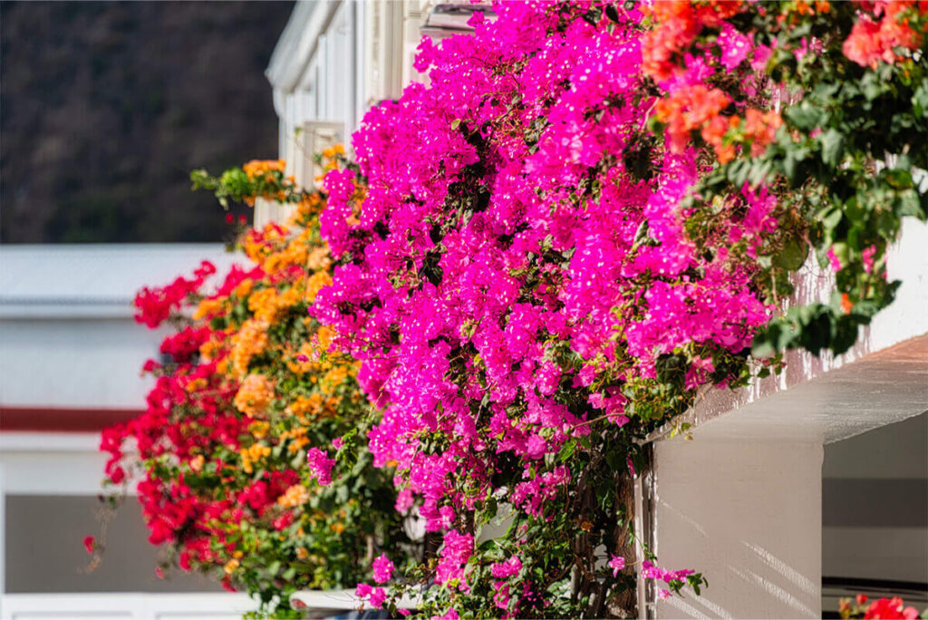 Grand Case Beach Club Hotel Sint Maarten Urlaub AUf sint Maarten Karibiksport Tauchreisen Reisepakete