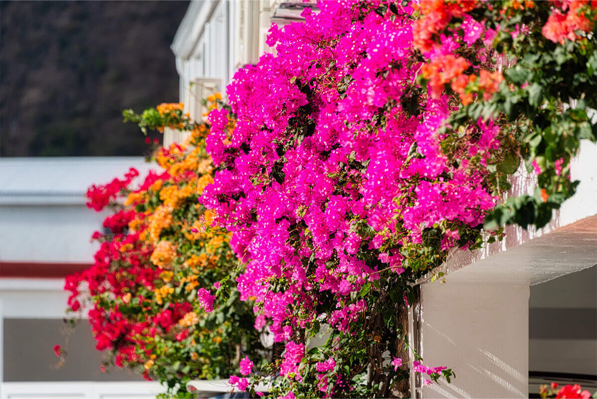 Grand Case Beach Club Hotel Sint Maarten Urlaub AUf sint Maarten Karibiksport Tauchreisen Reisepakete