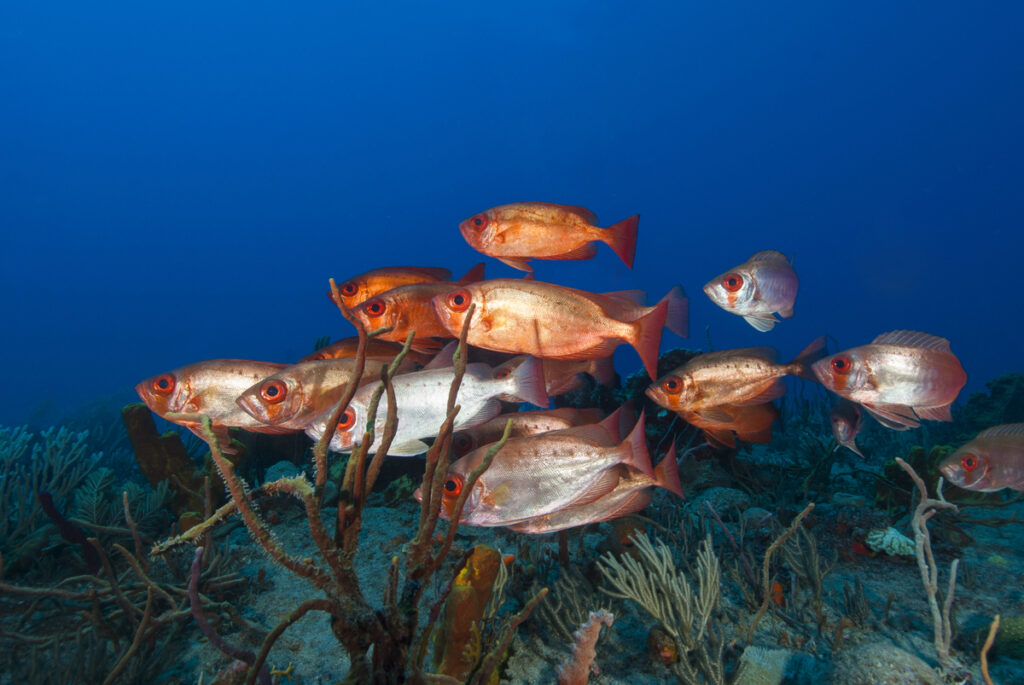 Scubaqua Dive Center Statia Sint eustatius Tauchreisen Karibik Karibik Urlaub