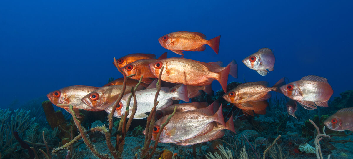 Scubaqua Dive Center Statia Sint eustatius Tauchreisen Karibik Karibik Urlaub