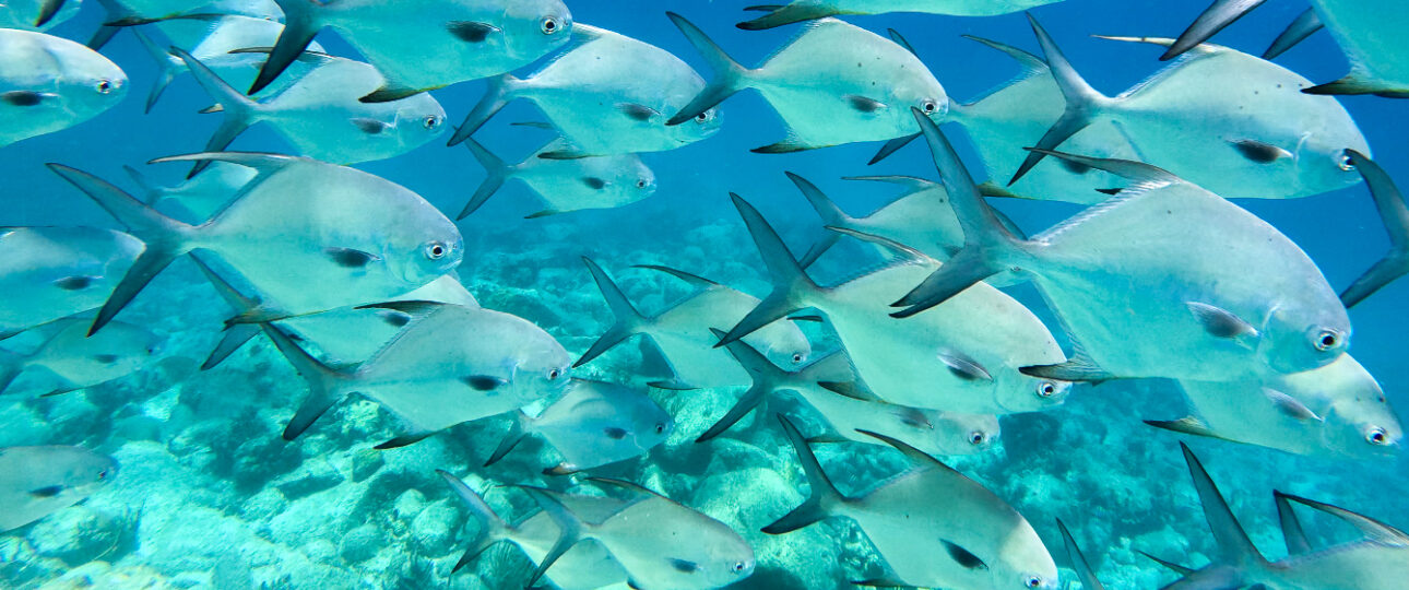 Sint Maarten Grand Case Beach Hotel scuba Diving Sint Maarten Urlaub Tauchreisen Karibik