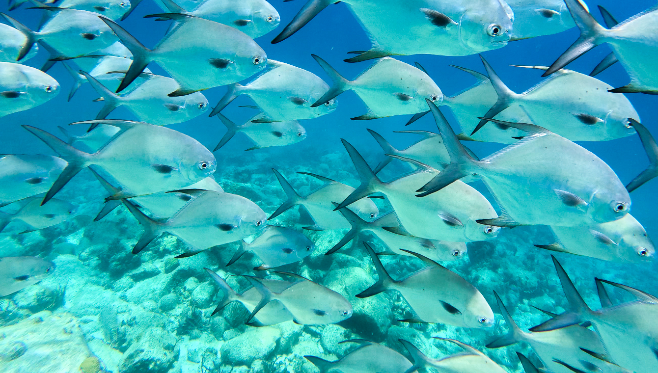 Sint Maarten Grand Case Beach Hotel scuba Diving Sint Maarten Urlaub Tauchreisen Karibik