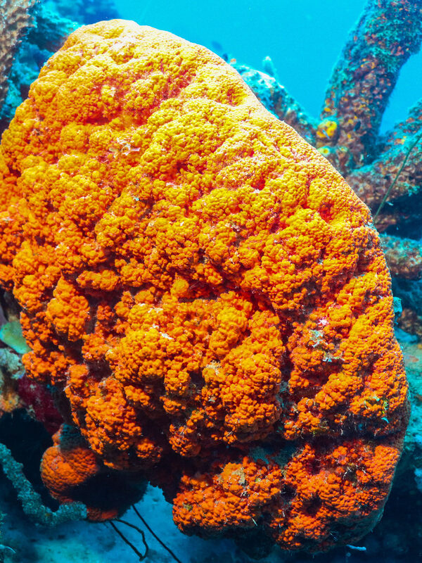 playa Forti Curacao Karibik urtlaub Tauchreisen
