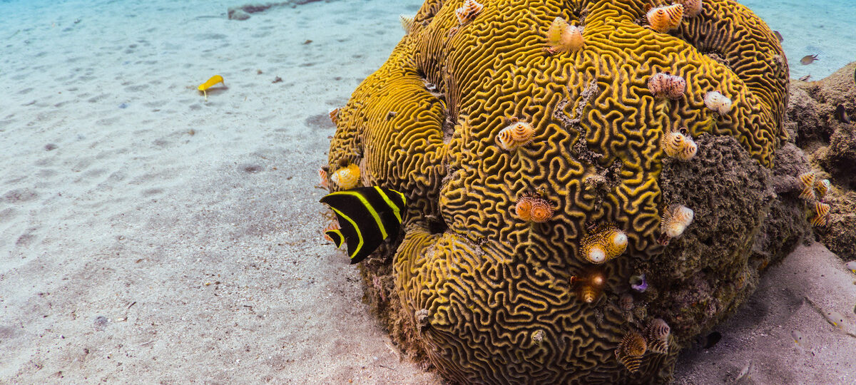 Playa grandi tauchen tauchurlaub curacaso tauchspots curacao