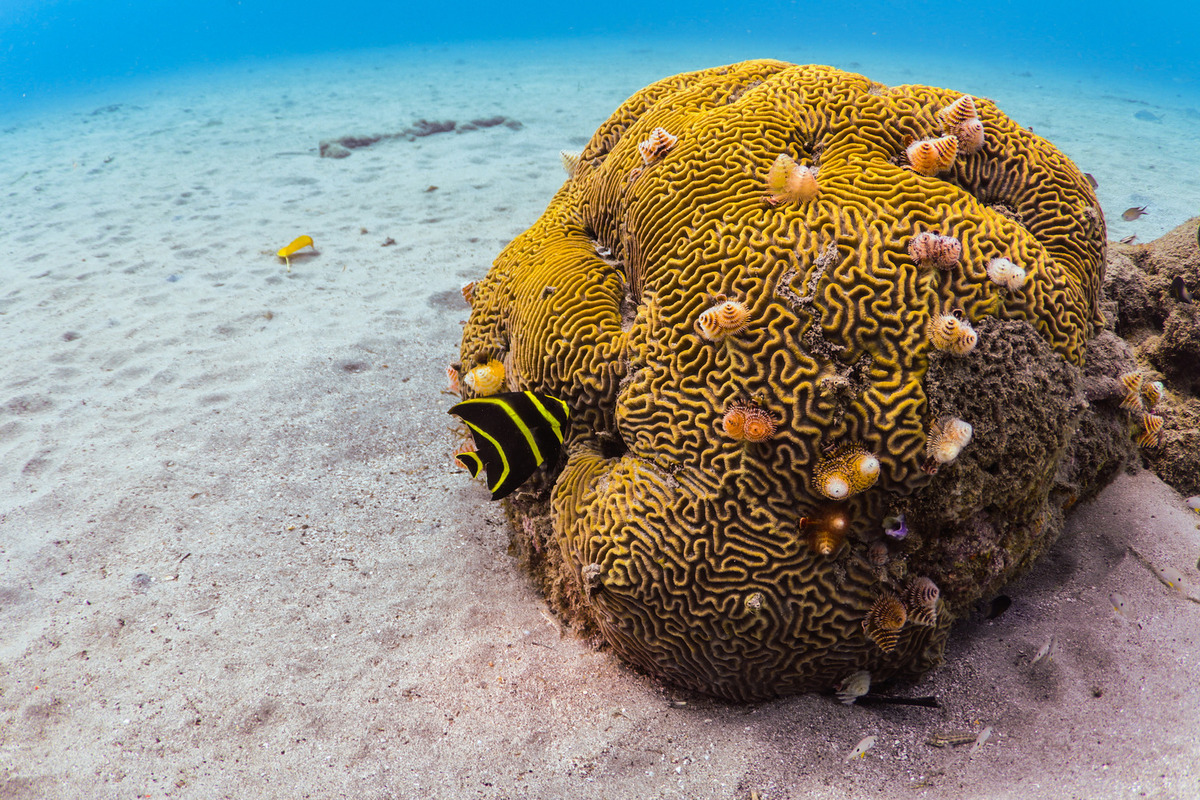 Playa grandi tauchen tauchurlaub curacaso tauchspots curacao