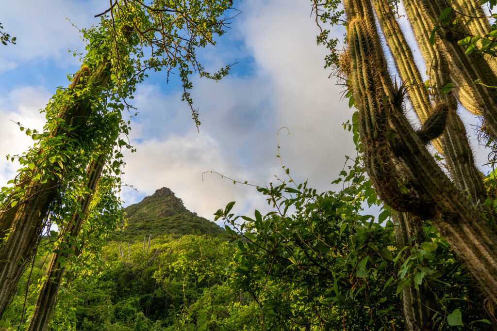 Christoffel Nationalpark Curacao Urlaub Karibik Urlaub Strandurlaub Wandern in der KAribik