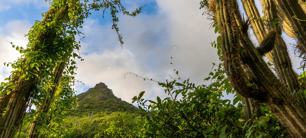 Christoffel Nationalpark Curacao Urlaub Karibik Urlaub Strandurlaub Wandern in der KAribik