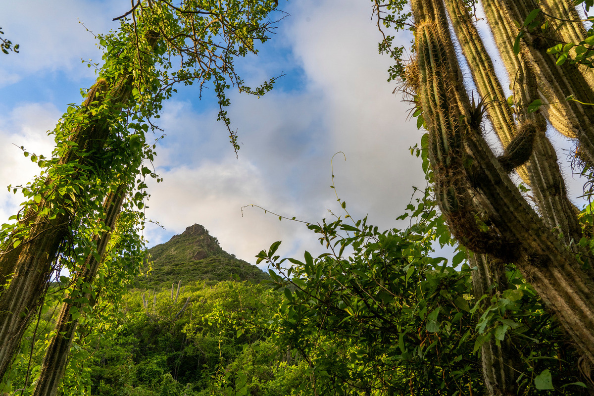 Christoffel Nationalpark Curacao Urlaub Karibik Urlaub Strandurlaub Wandern in der KAribik